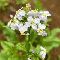 Raphanus raphanistrum L.